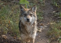 New Conservation Facility Expands Opportunities for Mexican Gray Wolves Recovery