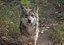 New Conservation Facility Expands Opportunities for Mexican Gray Wolves Recovery
