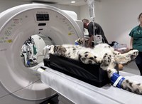 New CT Scan Machine at ABQ BioPark Advances Animal Healthcare