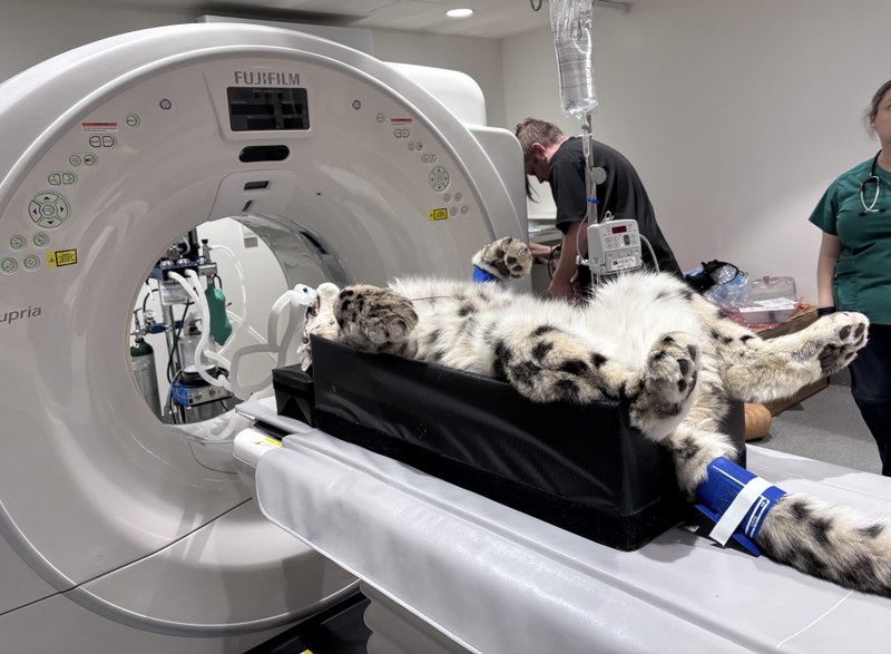 New CT Scan Machine at ABQ BioPark Advances Animal Healthcare