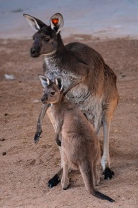 New Kangaroo Joey Springs to Life at ABQ BioPark!