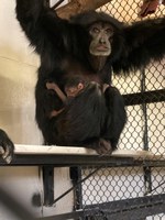 New Siamang Baby at the ABQ BioPark Zoo