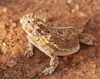 New Texas Horned Lizards