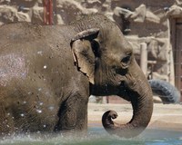 Oh, Baby! ABQ BioPark’s Rozie the Elephant is Expecting a Big Bundle of Joy