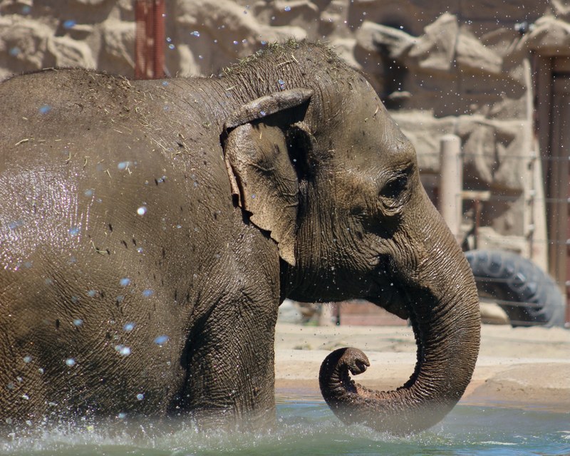 Oh, Baby! ABQ BioPark’s Rozie the Elephant is Expecting a Big Bundle of Joy Oh, Baby! ABQ BioPark’s Rozie the Elephant is Expecting a Big Bundle of Joy