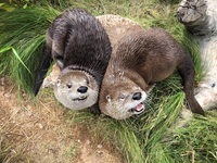 Otters Make Themselves at Home