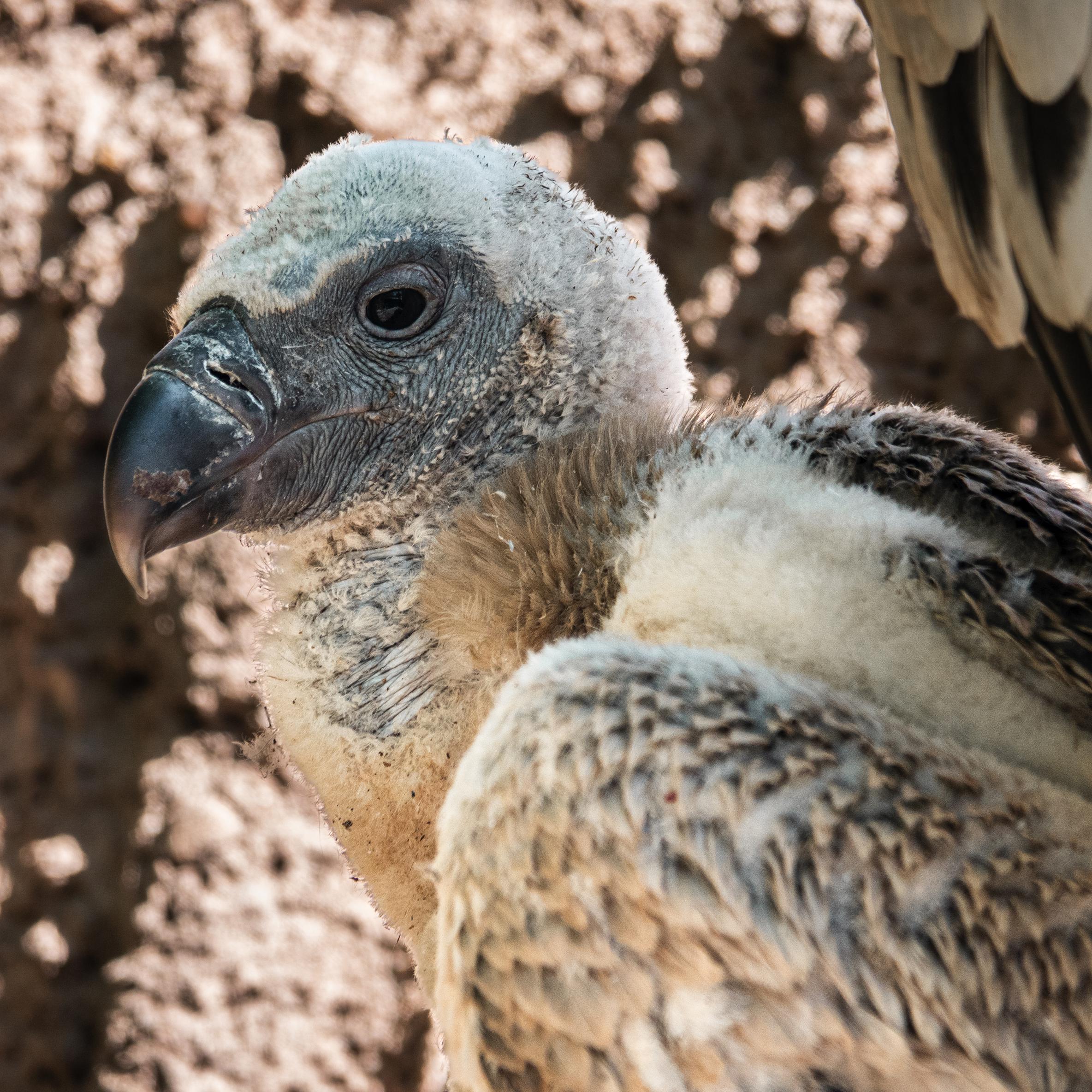 Cheep, Cheep, Hooray! Meet ABQ BioPark's New Cape Vulture Chick