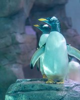 Penguin Chill Grand Opening at the Zoo