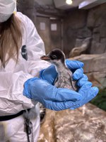 Gentoo Penguins Digit and Killian Welcome a Chick