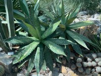 Plant Vandals Destroy Endangered Agave Titanota Cluster at the Garden