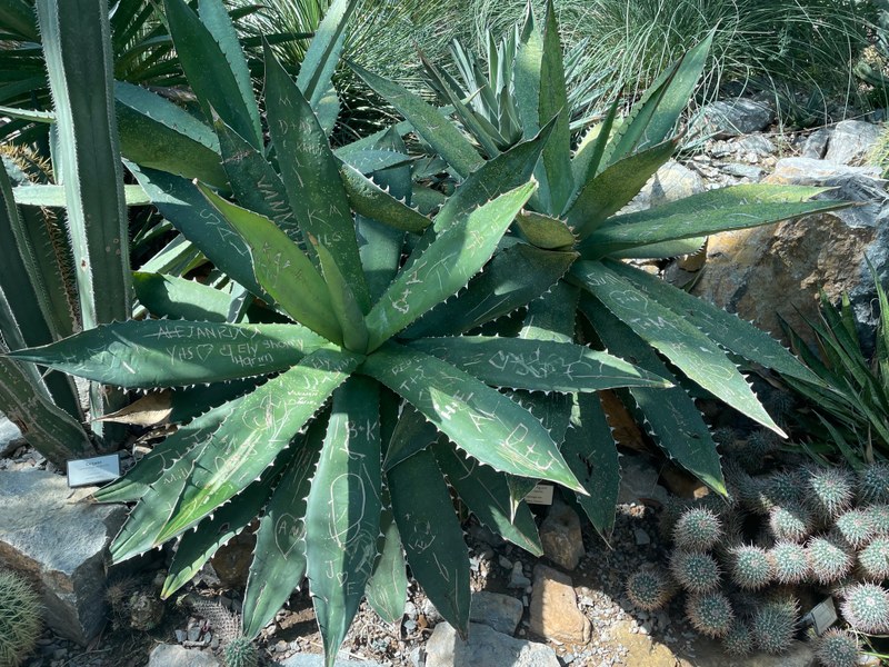 Plant Vandals Destroy Endangered Agave Titanota Cluster at the Garden Plant Vandals Destroy Endangered Agave Titanota Cluster at the Garden