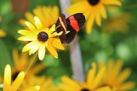 Pollinator Garden Tips