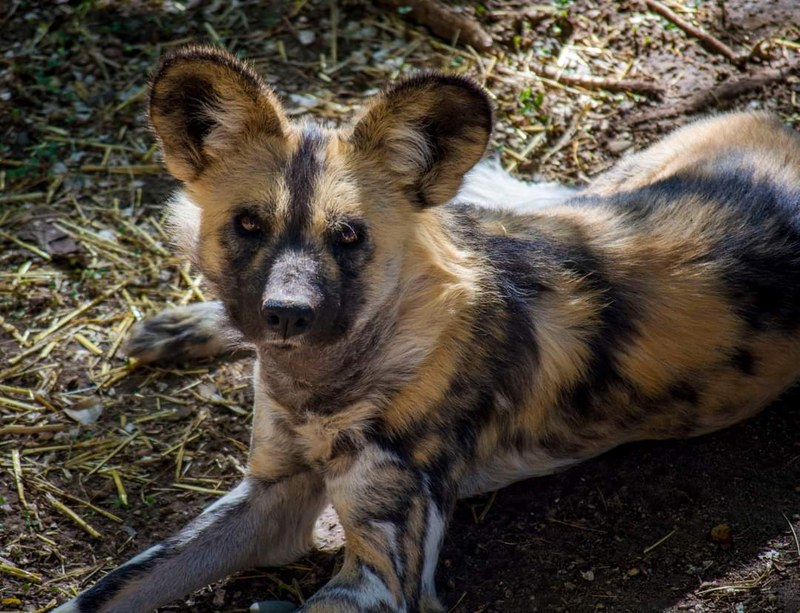 Puzzle the African Painted Dog Succumbs to Cancer Puzzle the African Painted Dog Succumbs to Cancer
