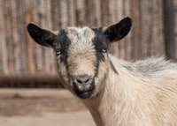 Recently Remodeled Heritage Farm Highlights Sustainable Living and Natural Charm
