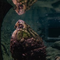 Reptile Building Reopens at ABQ BioPark Zoo