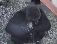 Samantha the Gorilla Gives Birth