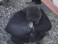 Samantha the Gorilla Gives Birth
