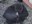Samantha the Gorilla Gives Birth