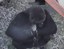 Samantha the Gorilla Gives Birth