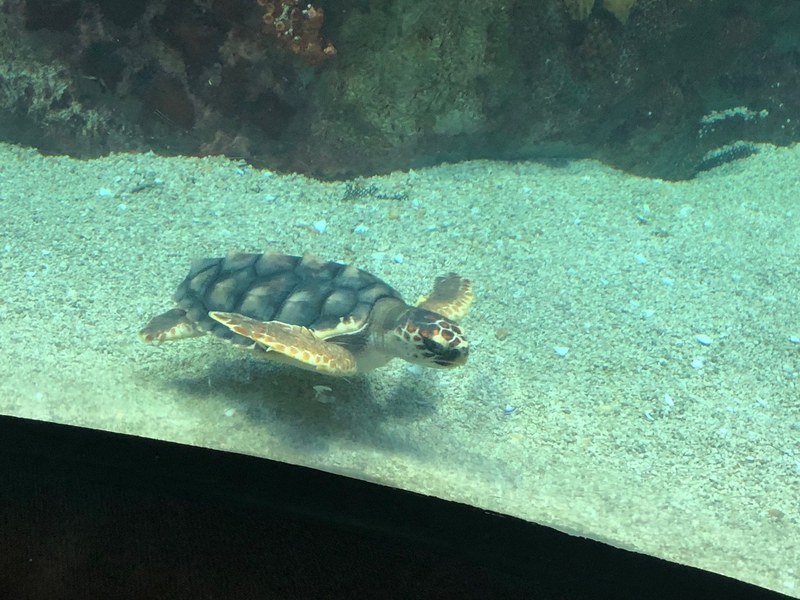 Shelldon Makes a Big Move Shelldon Makes a Big Move