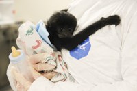 Siamang Rue Loses Fight Against Shigella