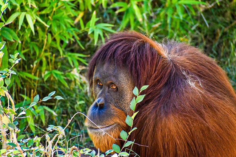 Statement from the ABQ BioPark Concerning Apes — City of Albuquerque