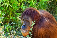 Statement from the ABQ BioPark Concerning Apes