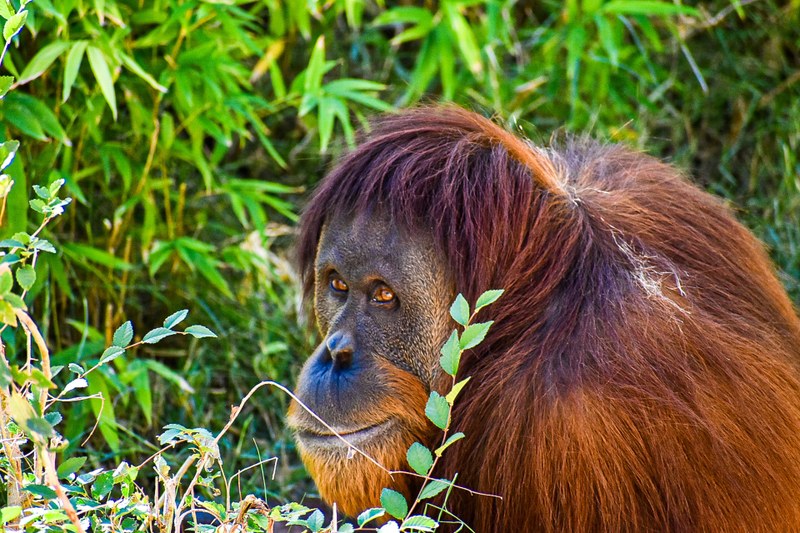 Statement from the ABQ BioPark Concerning Apes