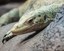 Temporary Closure of Reptile Building and Macaw Habitat Begins April 21