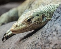 Temporary Closure of Reptile Building and Macaw Habitat Begins April 21