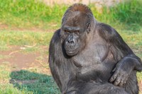 The ABQ BioPark is deeply saddened by the passing of beloved gorilla Huerfanita