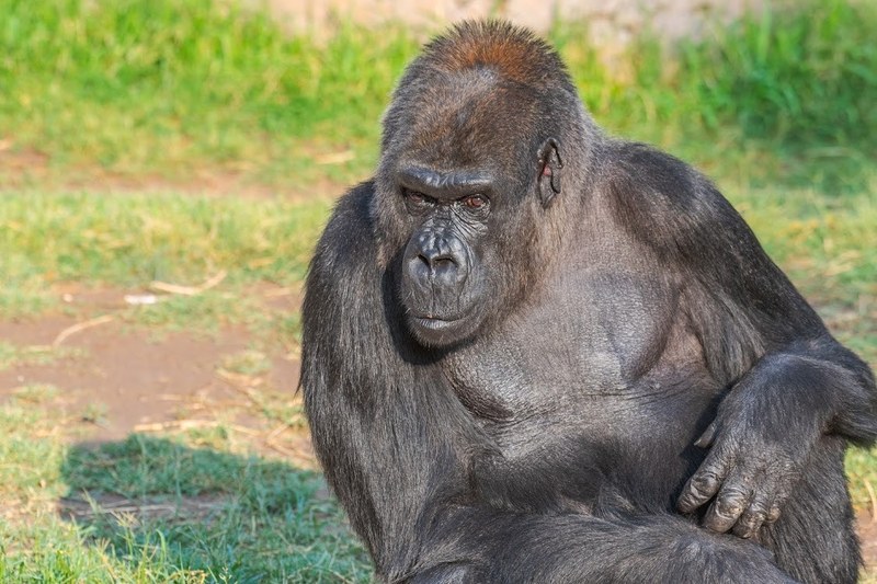 The ABQ BioPark is deeply saddened by the passing of beloved gorilla Huerfanita The ABQ BioPark is deeply saddened by the passing of beloved gorilla Huerfanita