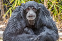 The ABQ BioPark is heartbroken at the unexpected death of siamang Brian