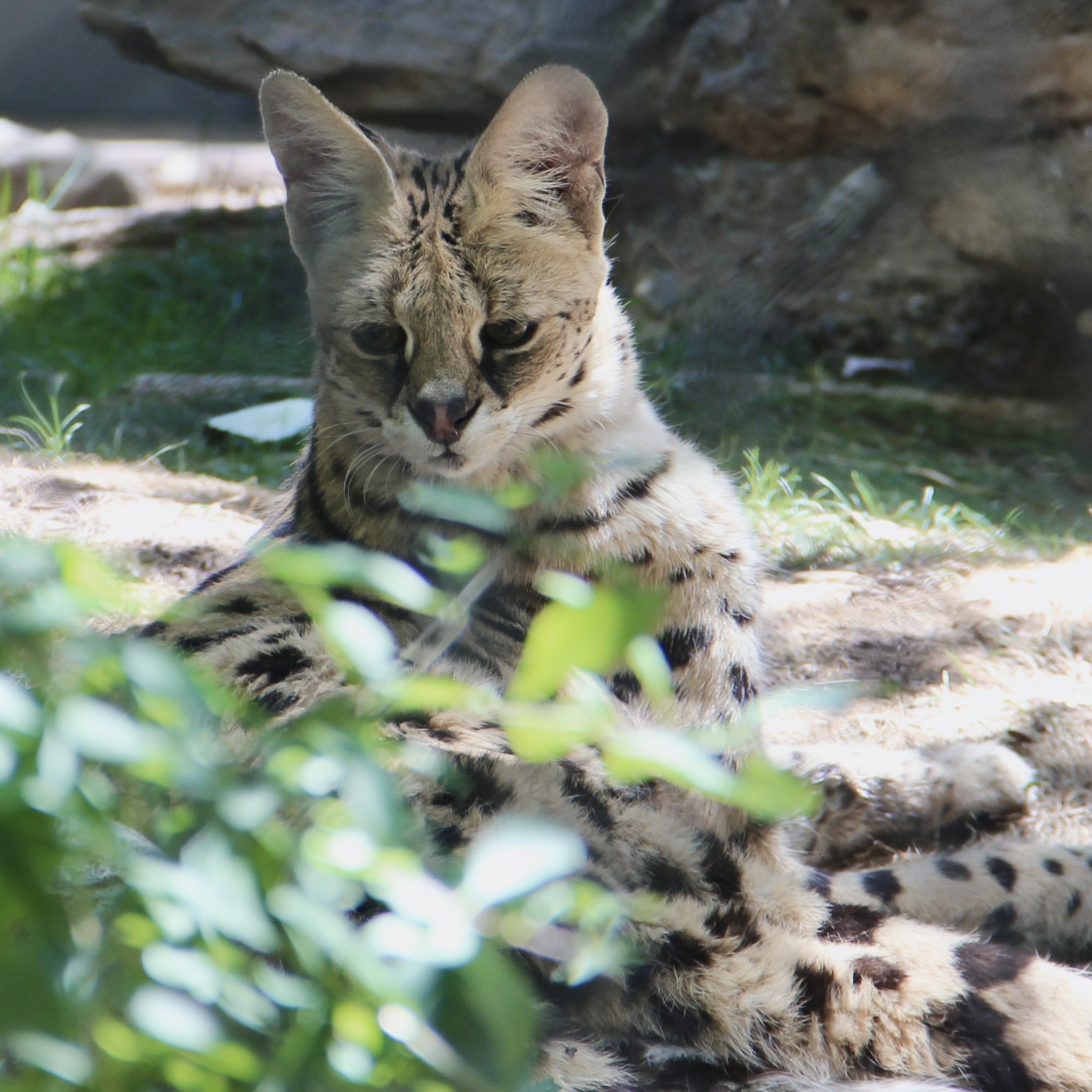 The ABQ BioPark Says a Peaceful Goodbye to 22-year-old Serval