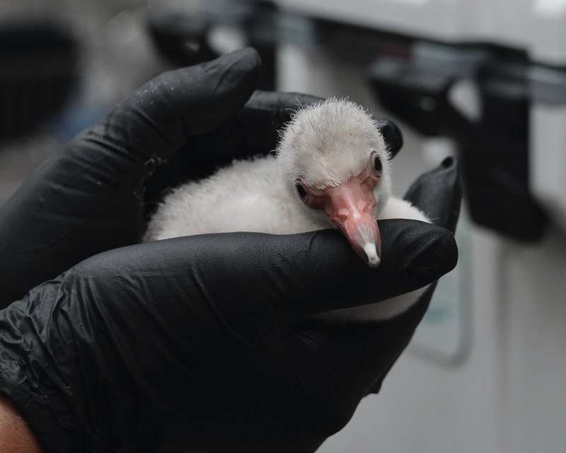 The ABQ BioPark’s Bird Care Team Welcomed an American Flamingo Chick The ABQ BioPark’s Bird Care Team Welcomed an American Flamingo Chick