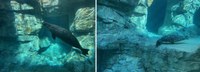 The Maritime Aquarium at Norwalk in Connecticut Publicly Debuts Two Seals