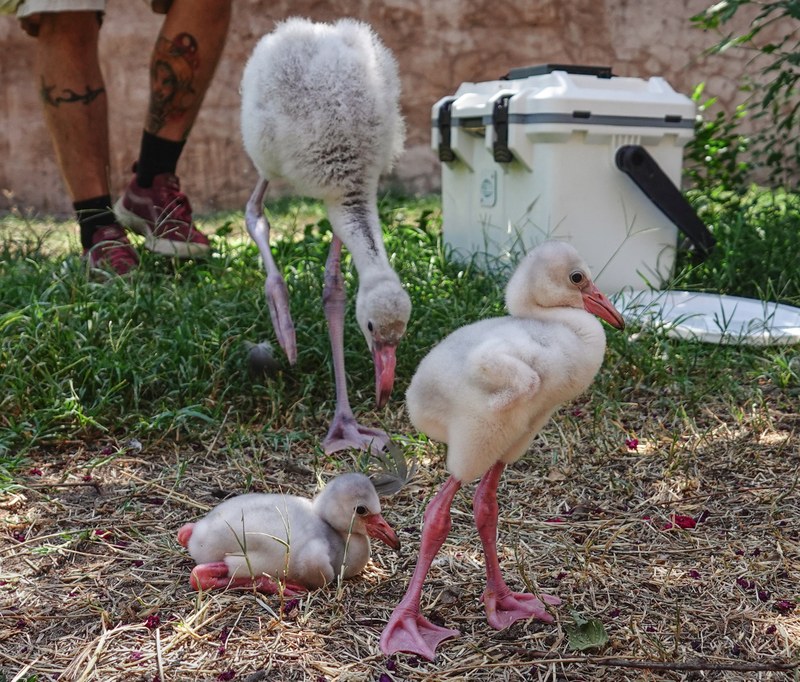 Three Times the Charm: ABQ BioPark Welcomes Trio of Fuzzy Flamingo Chicks