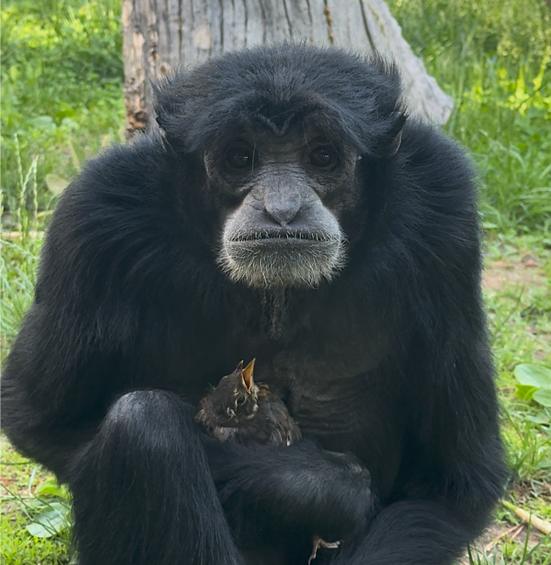 Too Cute! Siamang Tends to Baby Bird That Wandered into Habitat