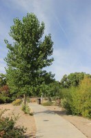 Tree Removal at Tingley Beach