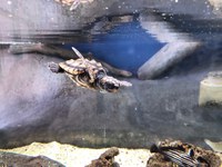 Update on New Loggerhead Sea Turtle