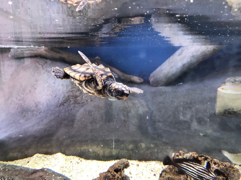 Update on New Loggerhead Sea Turtle Update on New Loggerhead Sea Turtle