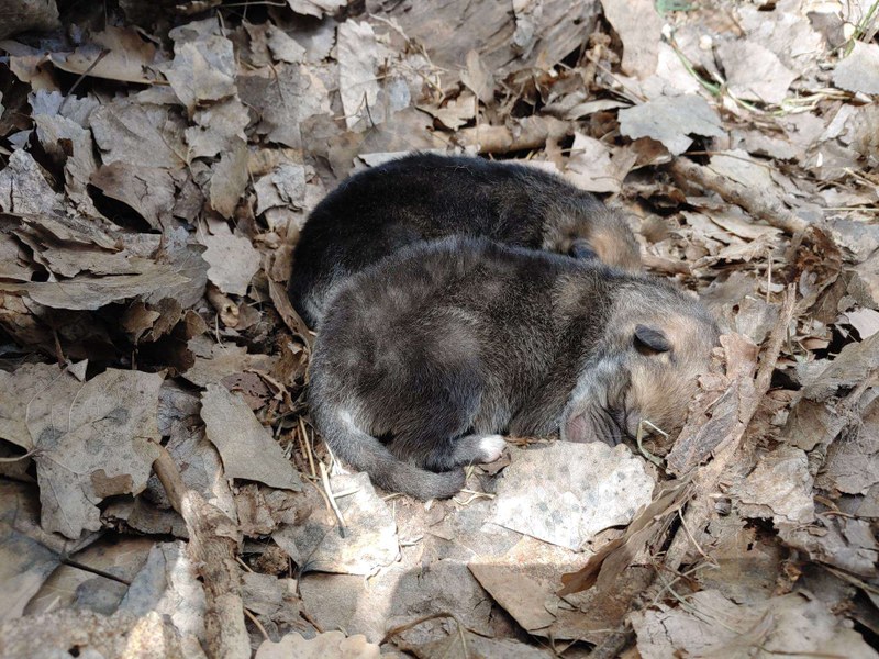 Wolf Pups Born at the Zoo as Part of Conservation Plan Wolf Pups Born at the Zoo as Part of Conservation Plan