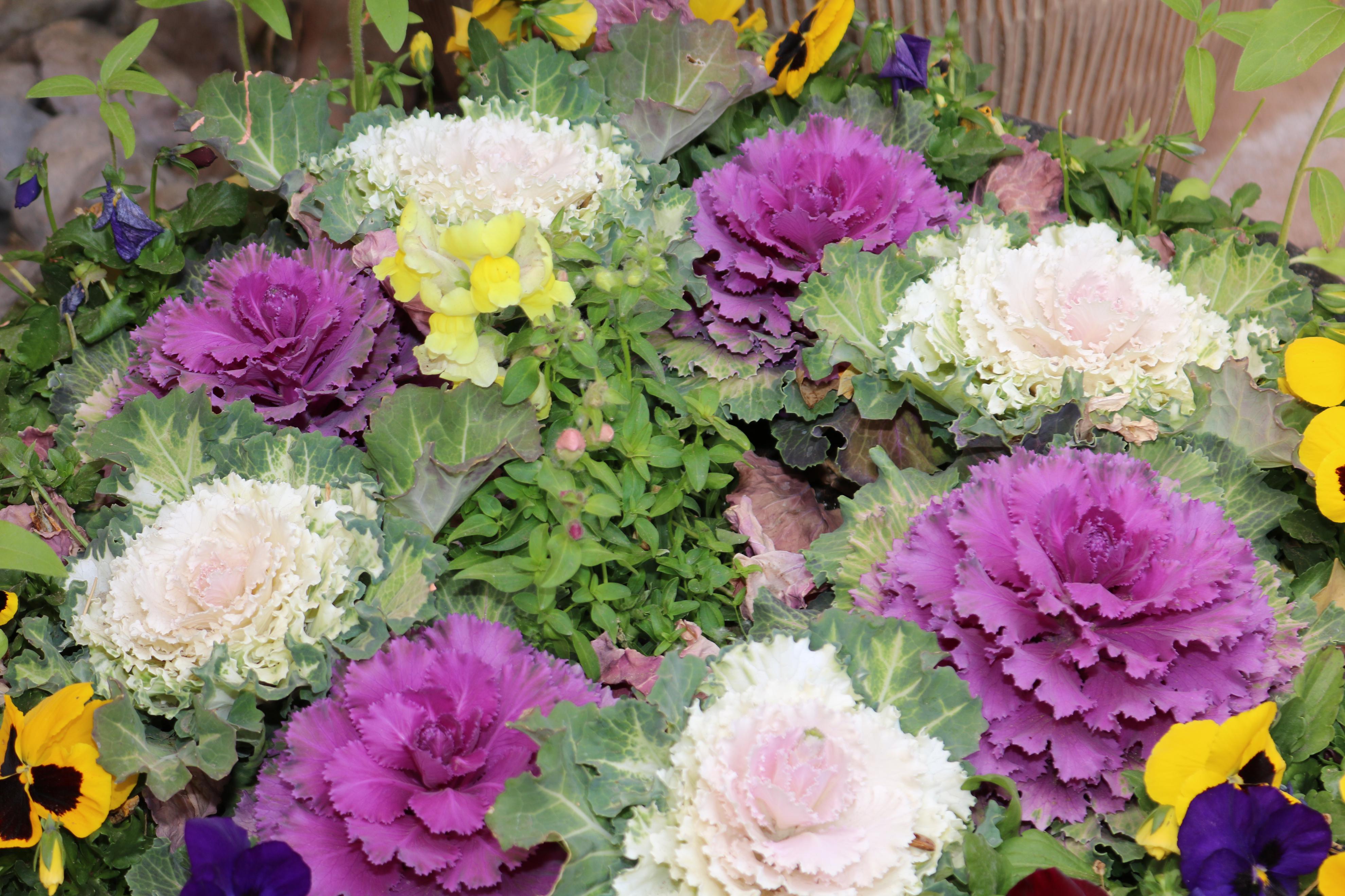 Sprouting Young Gardeners — City of Albuquerque