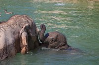 Zoo Partners With TriCore Reference Laboratories for Elephant Prenatal Care