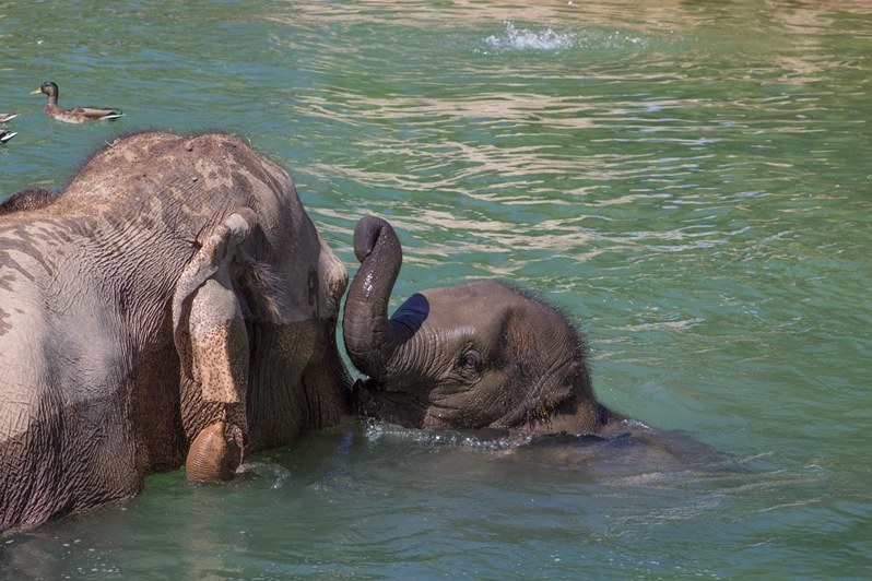 Zoo Partners With TriCore Reference Laboratories for Elephant Prenatal Care Zoo Partners With TriCore Reference Laboratories for Elephant Prenatal Care
