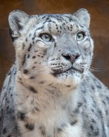 Zoo Says Goodbye to Azeo the Snow Leopard