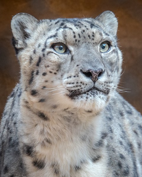 Zoo Says Goodbye to Azeo the Snow Leopard