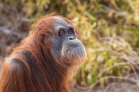 Zoo Says Goodbye to Memala the Orangutan