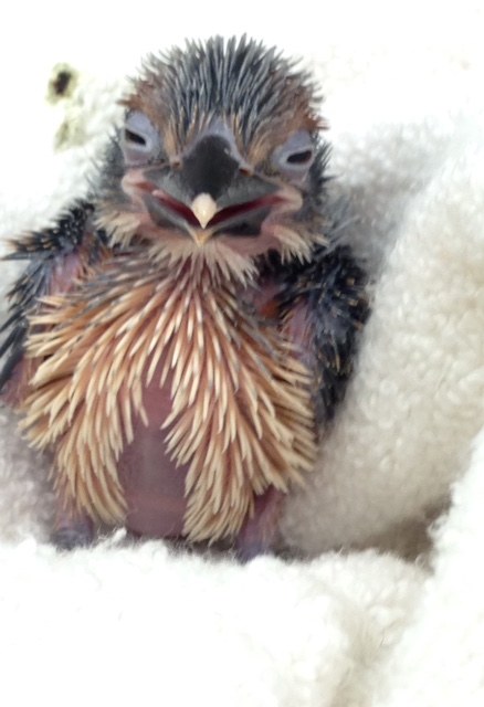 Zoo Welcomes Another Cute—But Gravely Endangered—Face Zoo Welcomes Another Cute—But Gravely Endangered—Face
