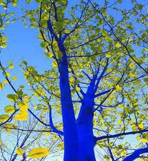 The Blue Trees